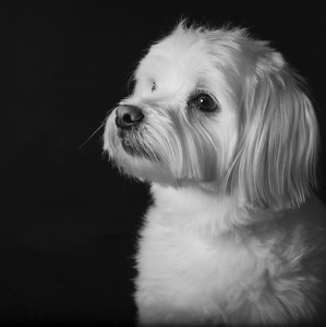 Fundraising Page: Remi Alexander